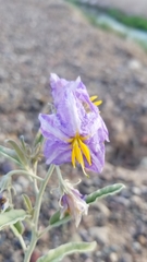 Solanum elaeagnifolium