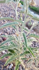 Solanum elaeagnifolium