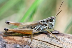 Pseudochorthippus curtipennis