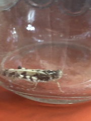 Dissosteira spurcata