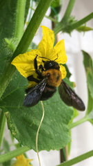 Xylocopa appendiculata circumvolans
