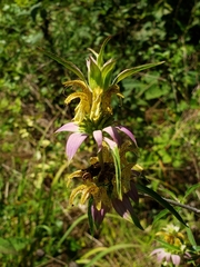 Monarda punctata