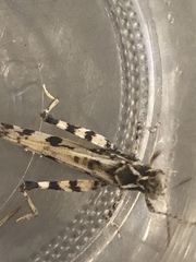 Dissosteira spurcata