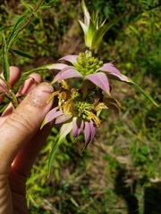 Monarda punctata