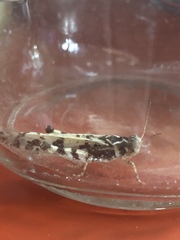 Dissosteira spurcata