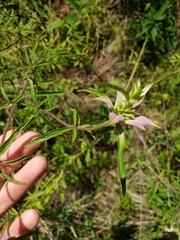 Monarda punctata