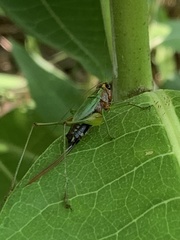Conocephalus nigropleurum