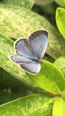 Pseudozizeeria maha