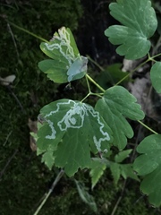 Phytomyza minuscula group