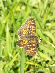 Phyciodes