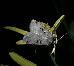 Xestia normanianus