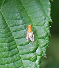 Homoneura occidentalis