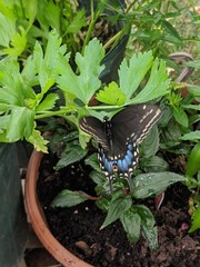 Papilio polyxenes