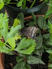 Papilio polyxenes