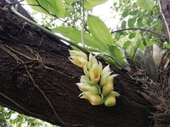 Catasetum pendulum