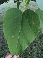 Amauromyza pleuralis