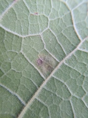 Amauromyza pleuralis