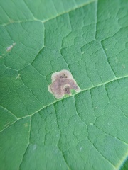 Amauromyza pleuralis