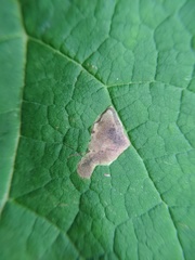 Amauromyza pleuralis