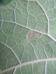 Amauromyza pleuralis