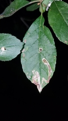 Phytomyza ilicis group