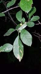 Phytomyza ilicis group