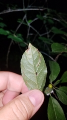 Phytomyza ilicis group