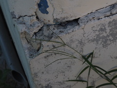 Digitaria radicosa