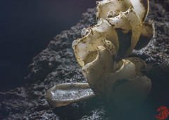 Volegalea cochlidium image