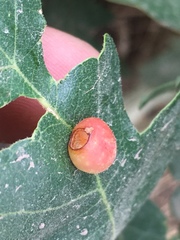 Xanthoteras eburneum