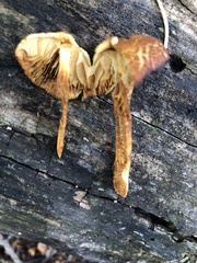 Phaeomarasmius proximans