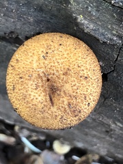 Phaeomarasmius proximans