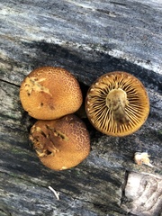 Phaeomarasmius proximans
