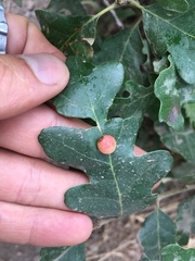 Xanthoteras eburneum