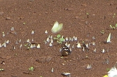 Hypolimnas anthedon anthedon