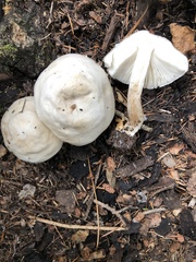 Pluteus brunneidiscus