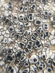 Rhizocarpales