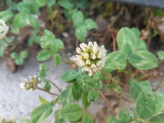 Trifolium repens