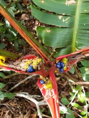Heliconia monteverdensis