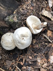 Pluteus brunneidiscus