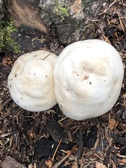 Pluteus brunneidiscus