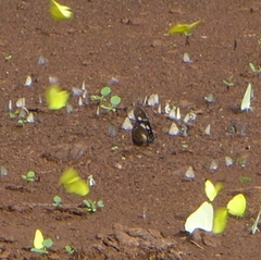 Hypolimnas anthedon anthedon