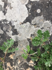 Rhizocarpales