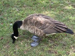 Branta canadensis