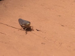 Chlorotettix necopinus