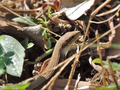 Takydromus wolteri