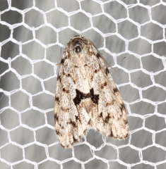 Thallarcha macilenta