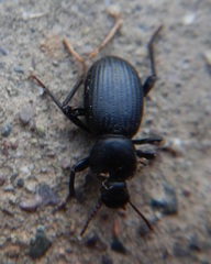 Nycterinus