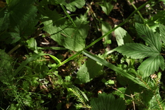Poa remota
