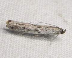 Phycitodes mucidella